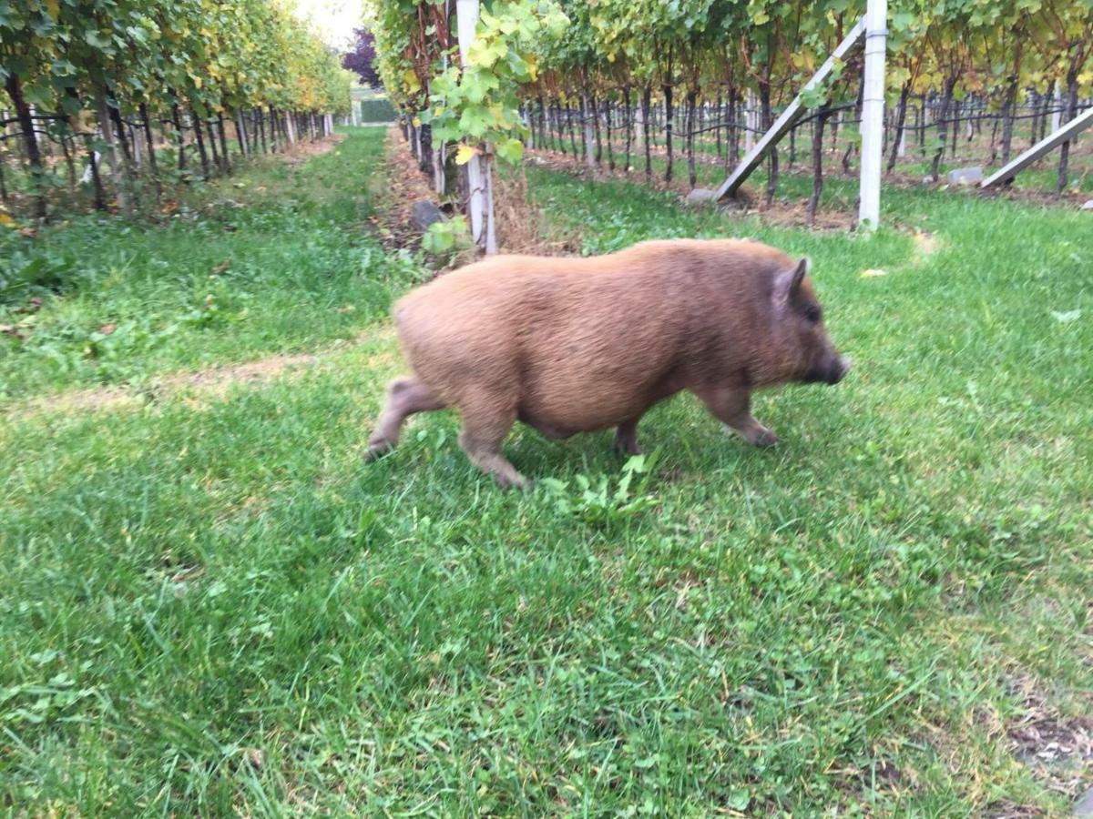 Lochererhof Apartamento Appiano Sulla Strada Del Vino Exterior foto