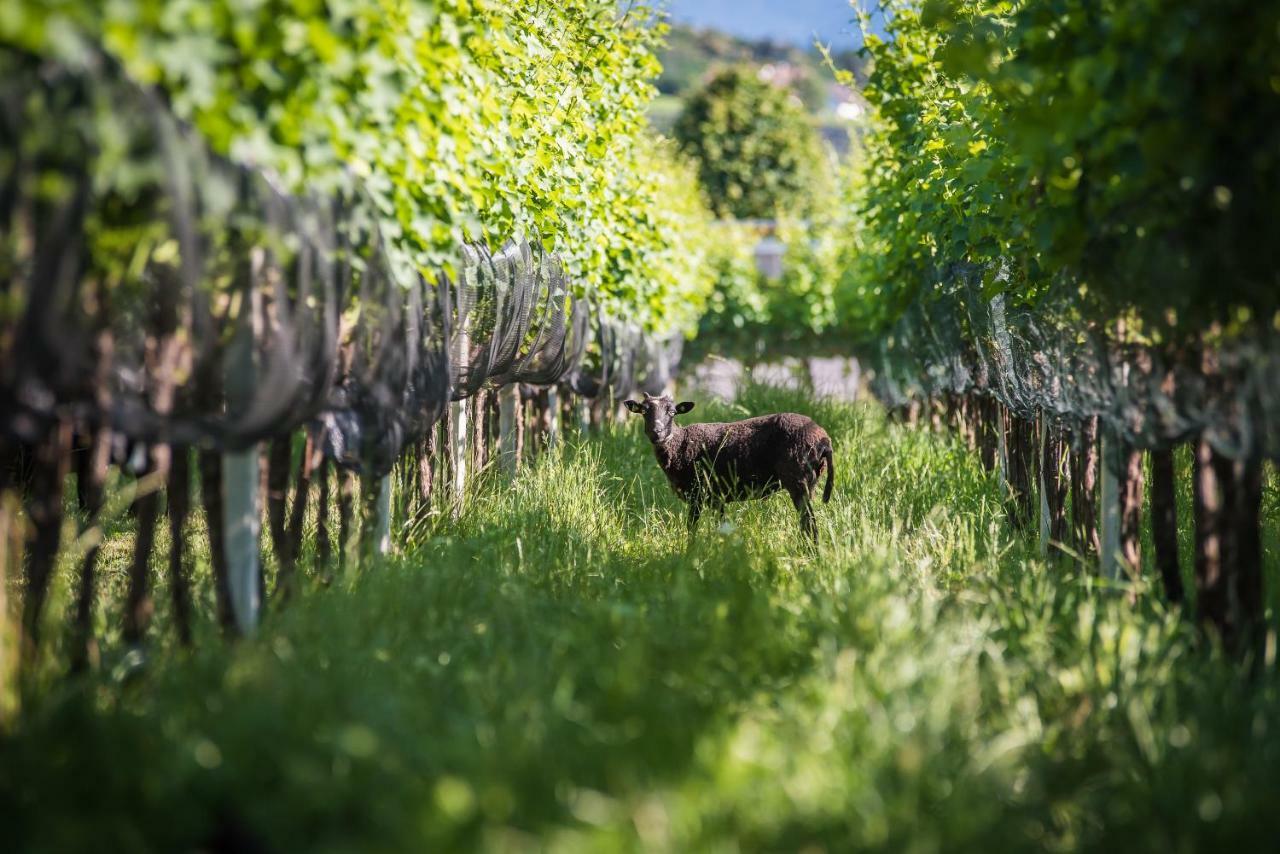 Lochererhof Apartamento Appiano Sulla Strada Del Vino Exterior foto